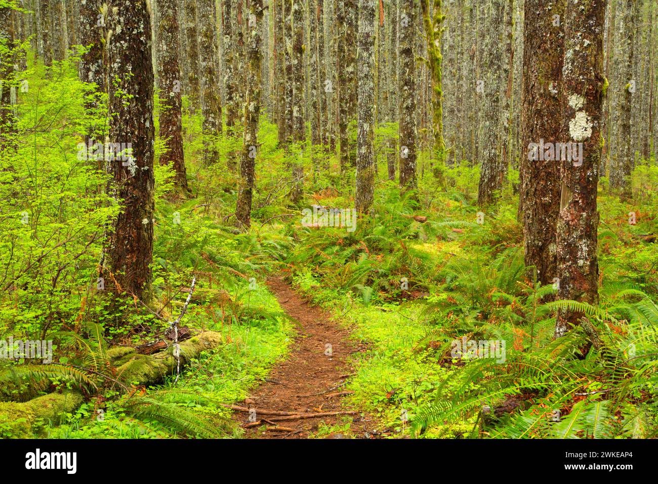 Pioneer Indian Trail, Siuslaw National Forest, Oregon Foto Stock