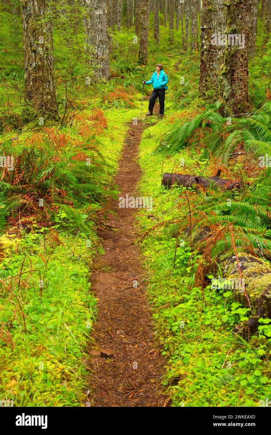 Pioneer Indian Trail, Siuslaw National Forest, Oregon Foto Stock