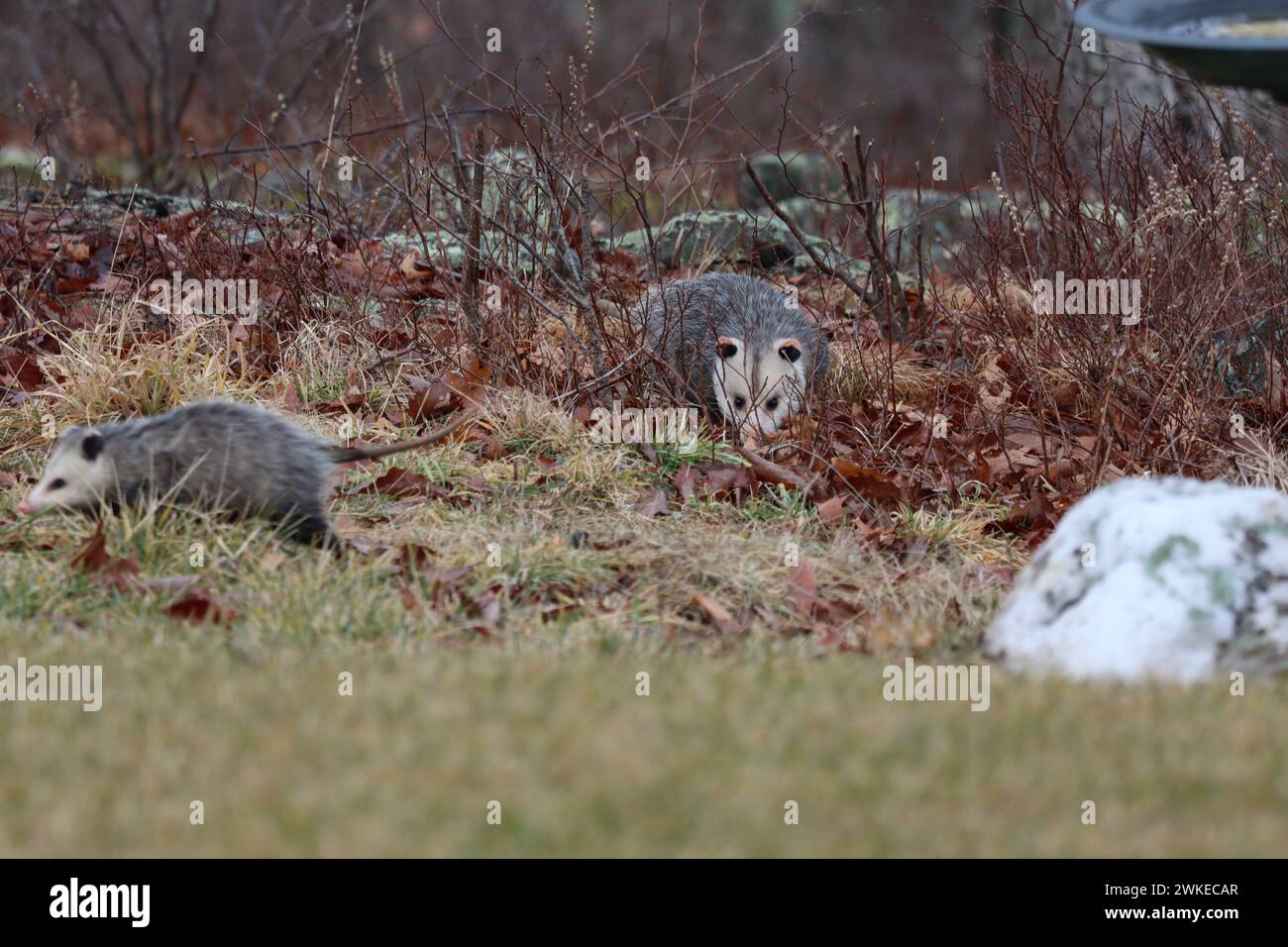 Due opossum in cerca di cibo in un cortile rurale Foto Stock