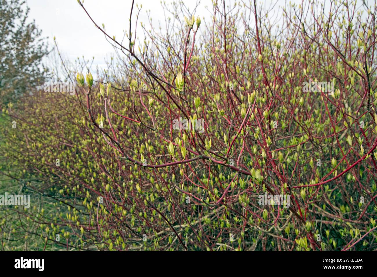 Dogwood Hedge Cornus sanguinea sfondando in foglia il 19 febbraio 2024 dopo il più caldo febbraio registrato nel Regno Unito una chiara indicazione dell’incremento Foto Stock