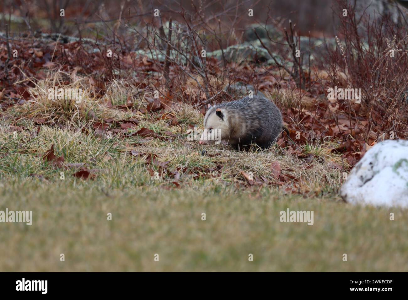 Un opossum che va in cerca di cibo Foto Stock