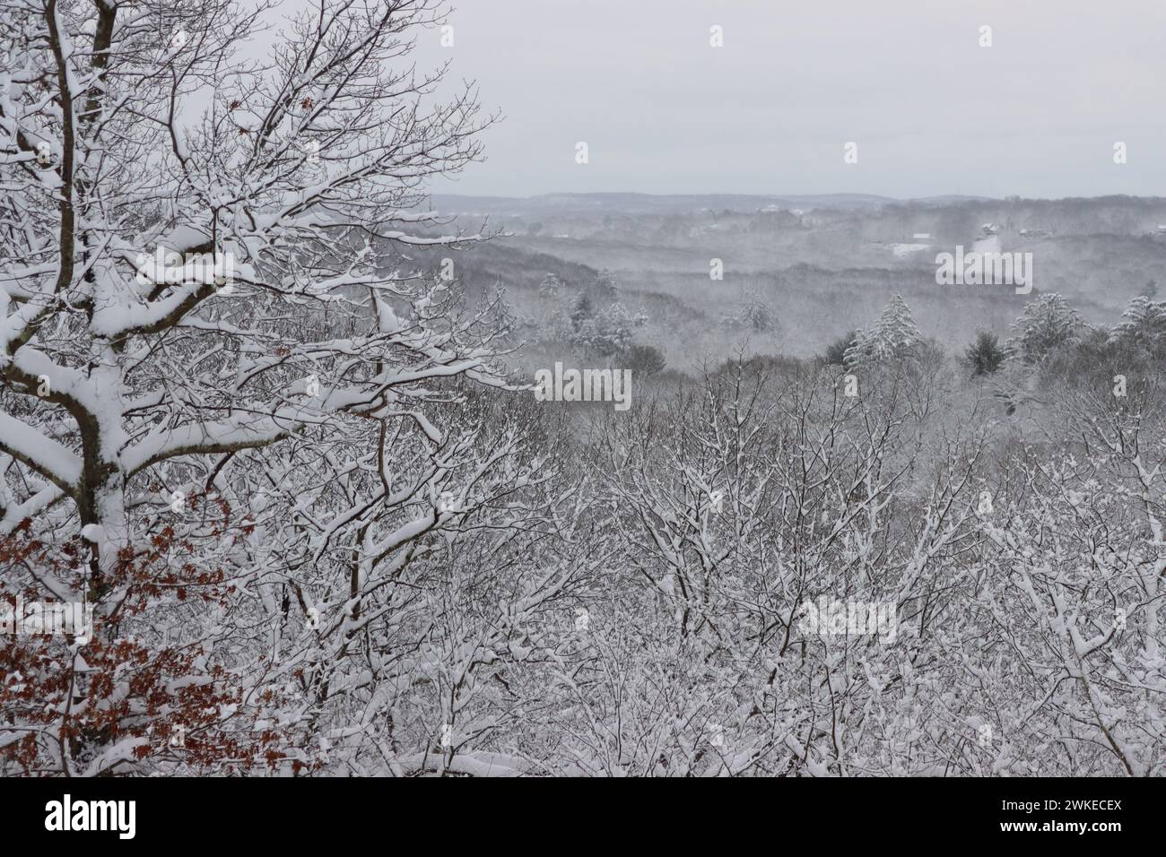 Cime innevate con un albero innevato in prima linea Foto Stock