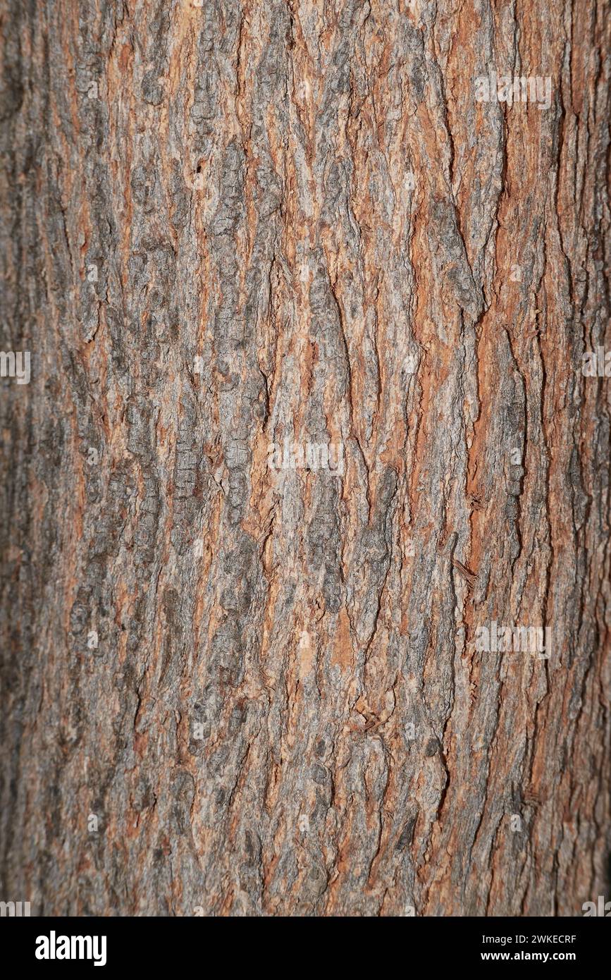 Il ramo della Grevillea robusta si chiude Foto Stock