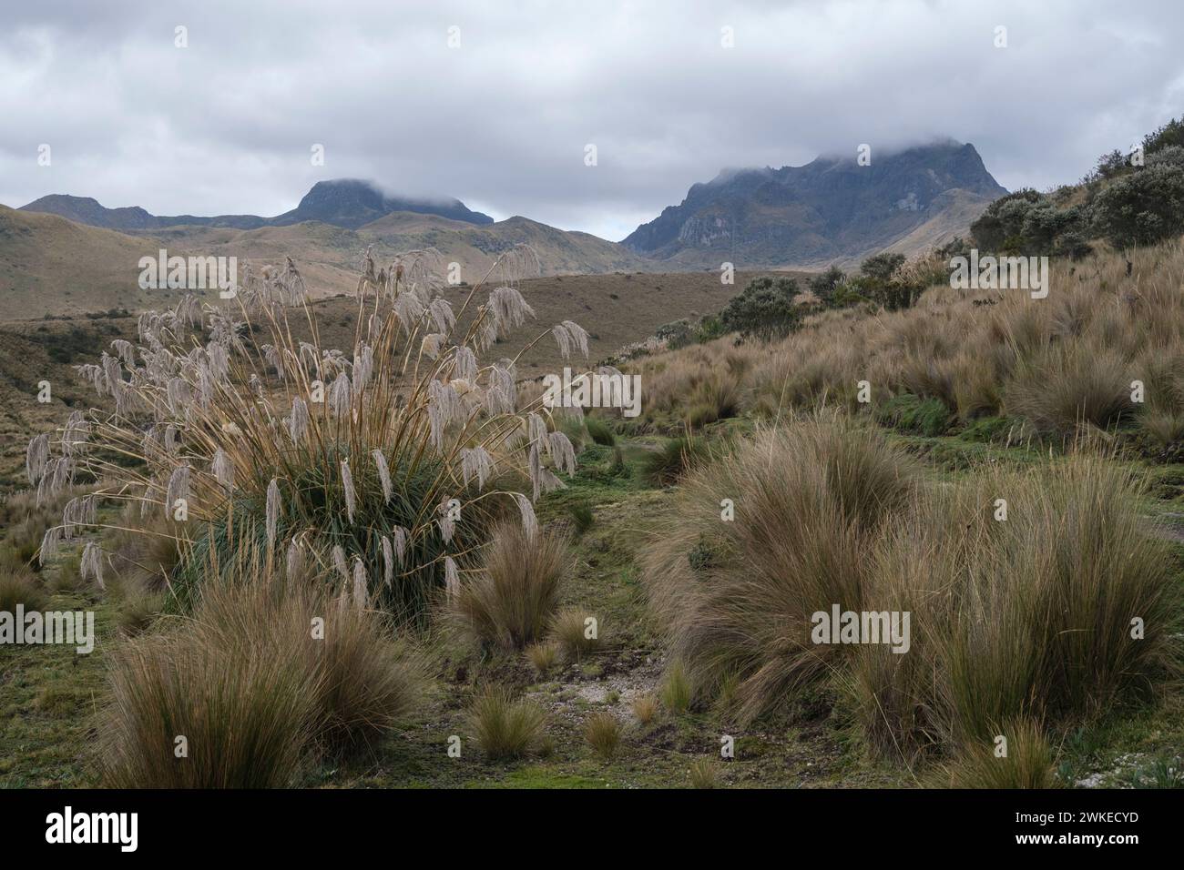 Piante selvatiche di fronte al vulcano sulle Ande Foto Stock