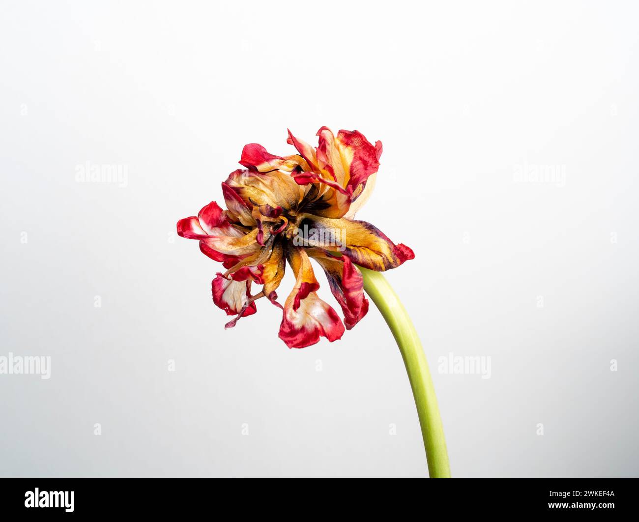 Un fiore appassito con un gambo verde e un petalo rosso. appassito su sfondo bianco Foto Stock