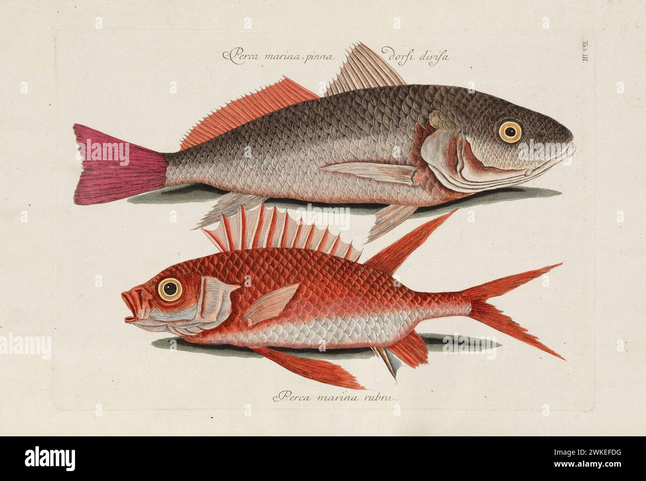 Da Piscium, Serpentum, Insectorum, aliorumque nonnullorum animalium, nec non plantarum quarundam Imagines. Museo: COLLEZIONE PRIVATA. Autore: MARK CATESBY. Foto Stock