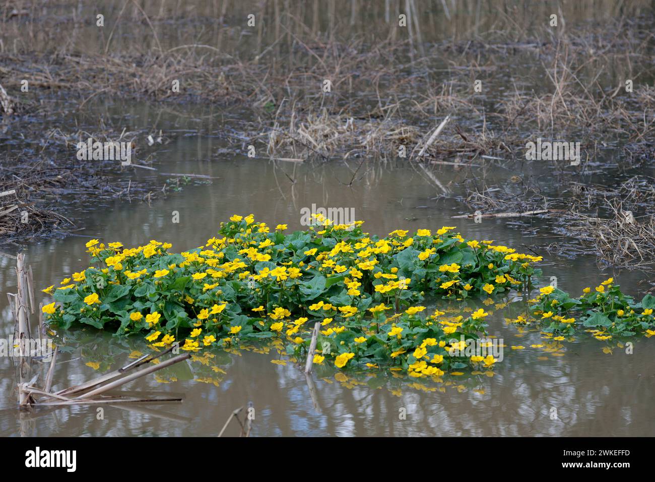 Calendula palustris palustris palustris paludosa, fiori perenni gialli brillanti nelle zone umide all'inizio della primavera grandi foglie arrotondate, stami multipli e carpeli al centro Foto Stock