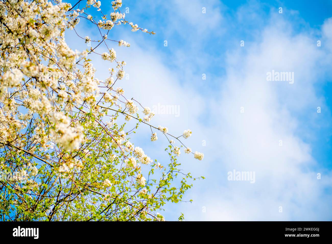 Inalate la dolce fragranza di fiori bianchi che adornano un albero, creando una scena serena e pittoresca sullo sfondo di un cielo blu limpido. Foto Stock