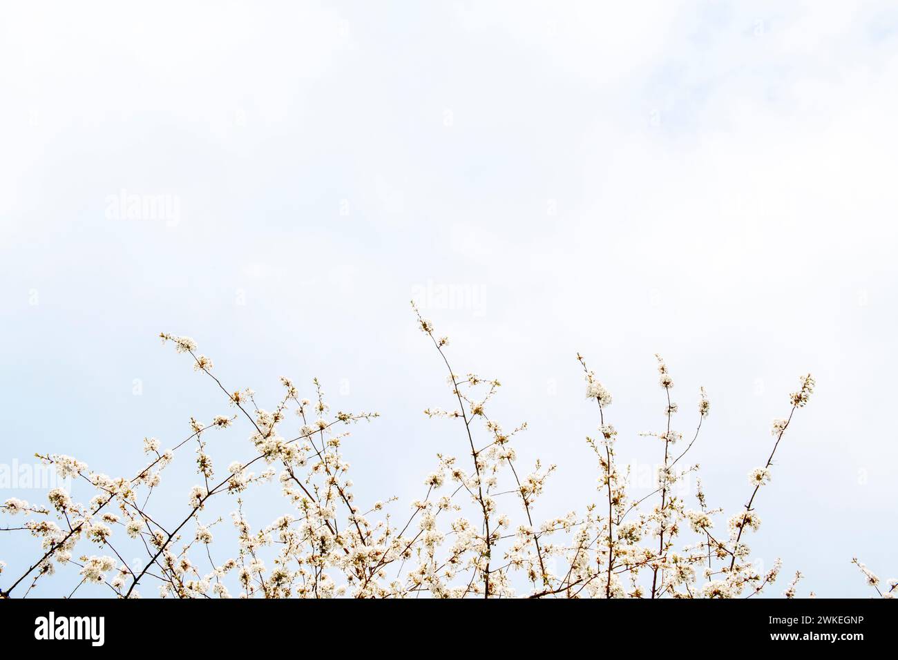 Inalate la dolce fragranza di fiori bianchi che adornano un albero, creando una scena serena e pittoresca sullo sfondo di un cielo blu limpido. Foto Stock