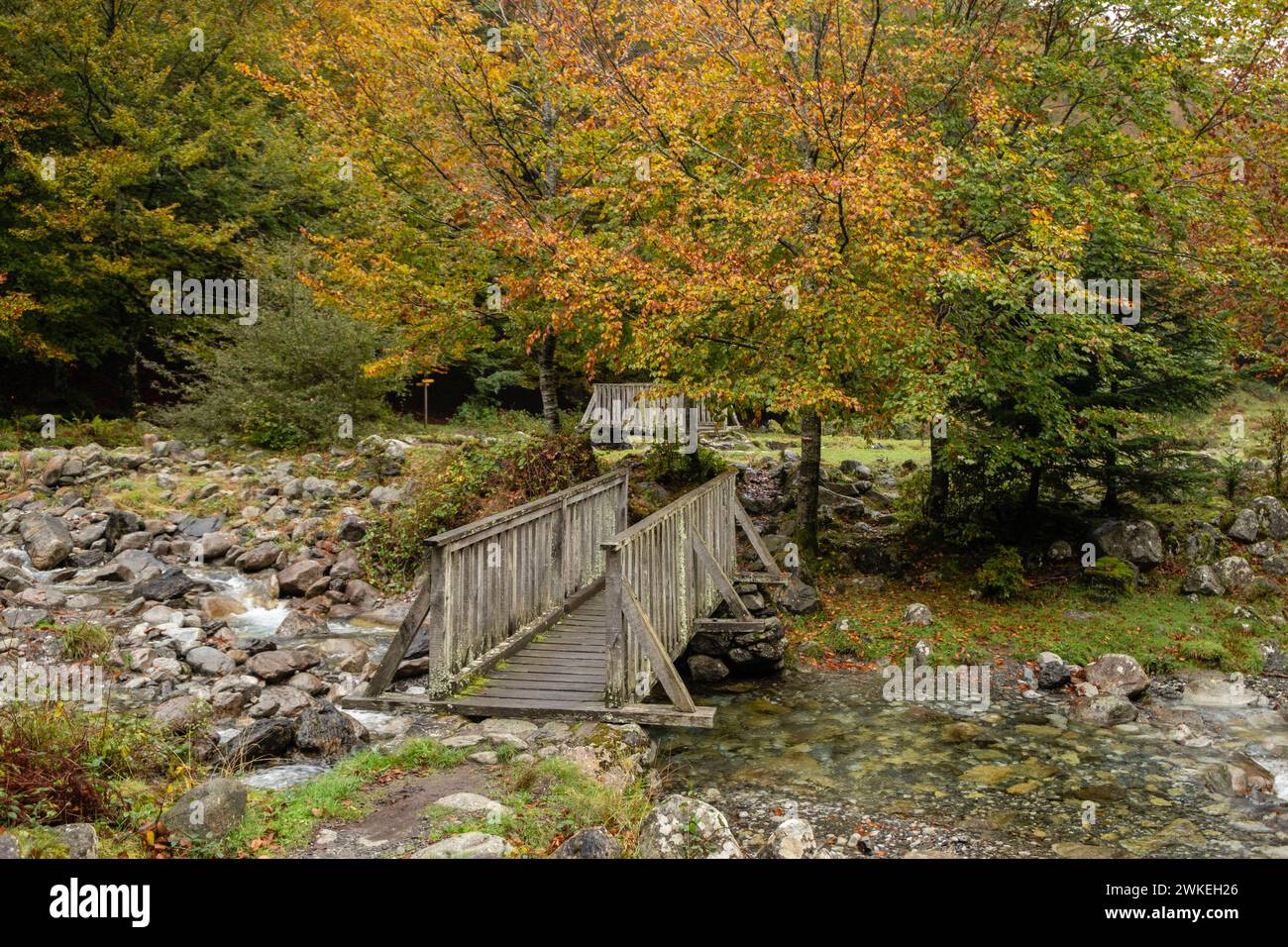 Bosque de Bordes, valle de Valier -Riberot-, Parque Natural Regional de los Pirineos de Ariège, cordillera de los Pirineos, Francia. Foto Stock