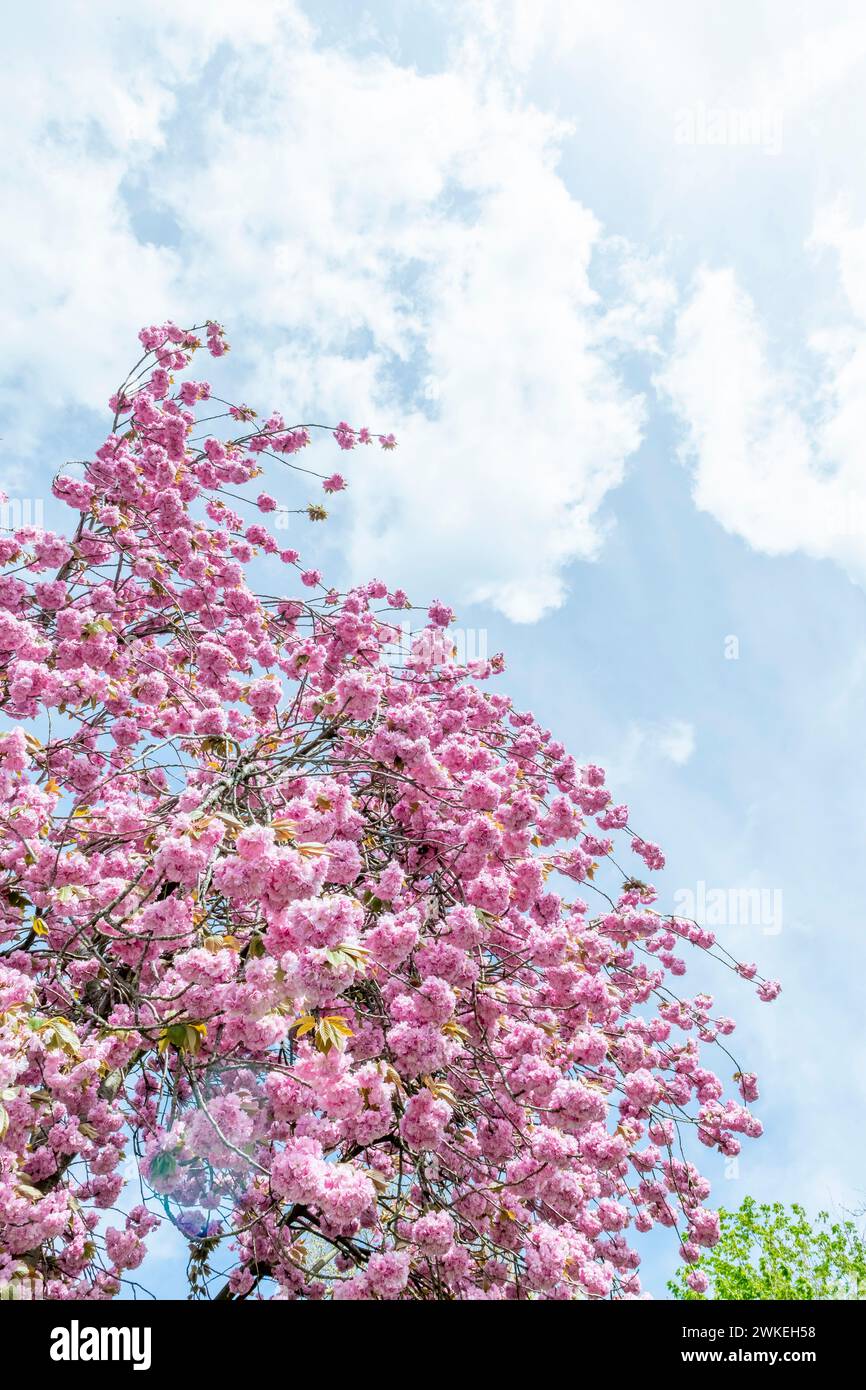 L'armonia perfetta dei fiori di ciliegio rosa che ballano sotto il cielo blu brillante crea un momento perfetto per le immagini nella natura. Foto Stock