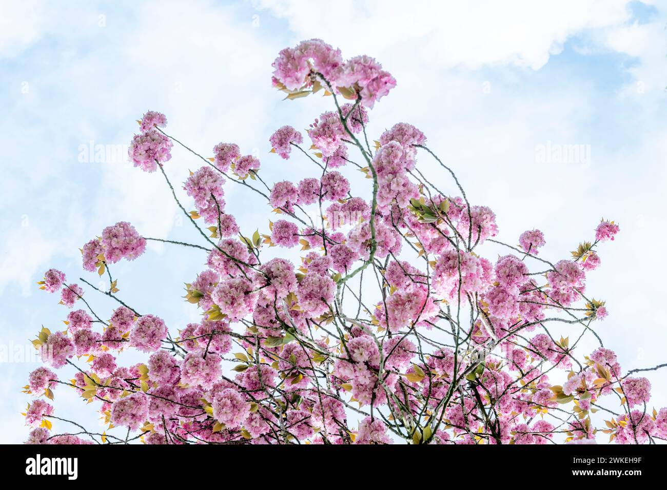 L'armonia perfetta dei fiori di ciliegio rosa che ballano sotto il cielo blu brillante crea un momento perfetto per le immagini nella natura. Foto Stock