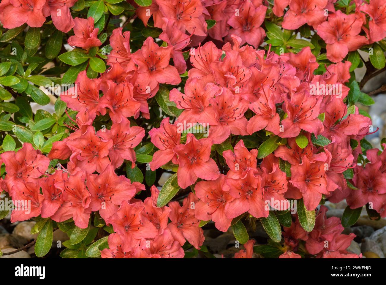 Azalea japonica, Rhododendron japonicum fiori rossi di sangue nel letto dei fiori, primo piano giardino ornamentale Trencin, Slovacchia Foto Stock