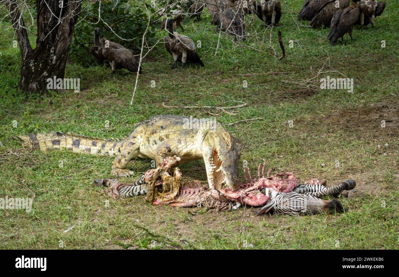 Un coccodrillo del Nilo (Crocodylus niloticus) mangia una zebra morta mentre gli avvoltoi bianchi si affacciano sul Parco Nazionale di Nyerere (Selous Game Reserve) nel sud Foto Stock