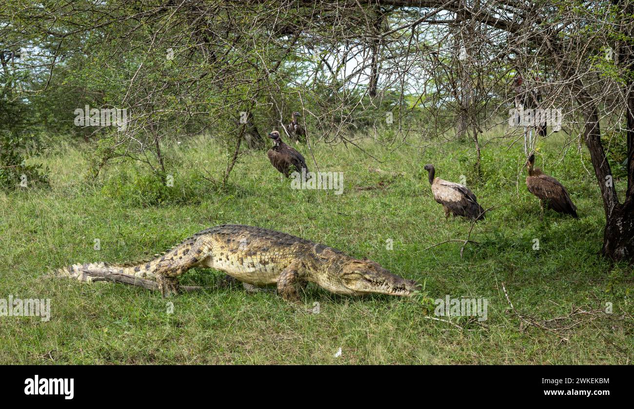 Un coccodrillo del Nilo (Crocodylus niloticus) passeggia attraverso avvoltoi bianchi nel Parco Nazionale Nyerere (riserva di Selous Game) nel sud della Tanzania. Foto Stock