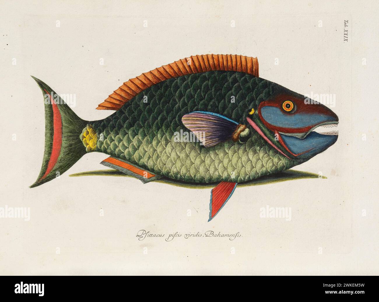 Da Piscium, Serpentum, Insectorum, aliorumque nonnullorum animalium, nec non plantarum quarundam Imagines. Museo: COLLEZIONE PRIVATA. Autore: MARK CATESBY. Foto Stock
