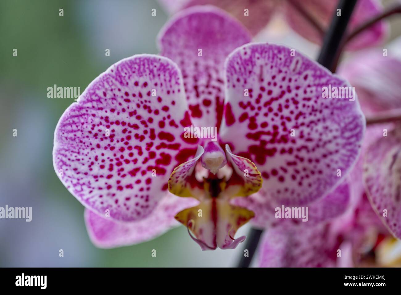 Lussureggiante, punteggiato, fiorente fiore di falenopsi viola da vicino Foto Stock