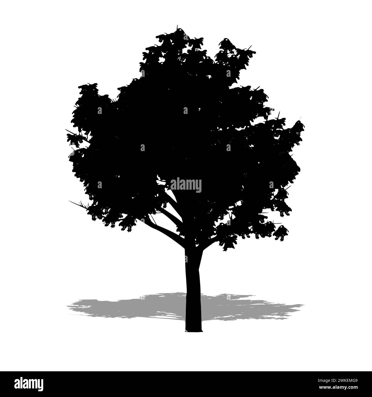 Un albero di Mindanao Gum come una silhouette nera su sfondo bianco. Illustrazione concettuale o concettuale 3D per natura, pianeta, ecologia e conservazione, str Foto Stock