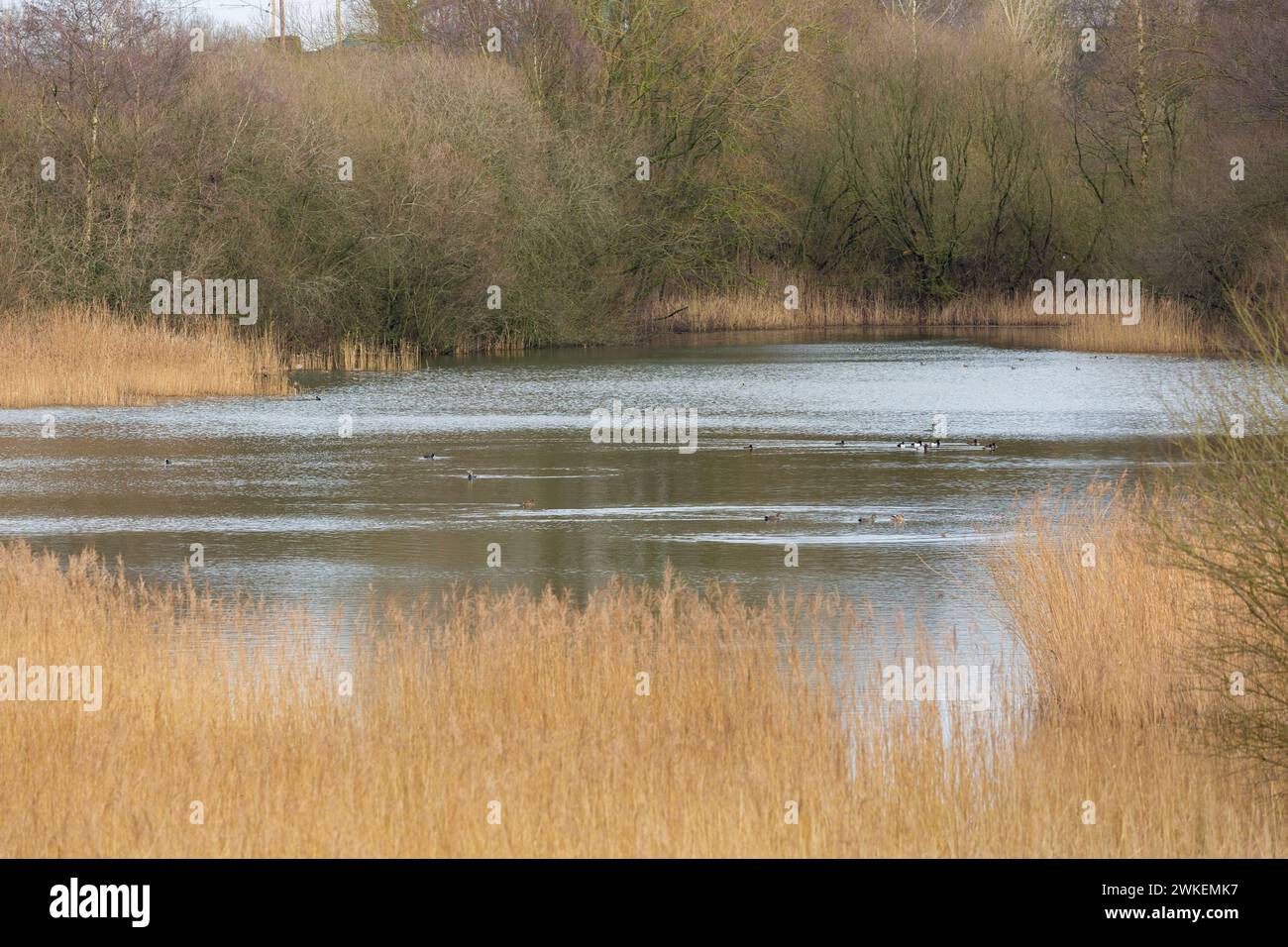 Moore Nature Reserve Penketh, Cheshire, Warrington Foto Stock