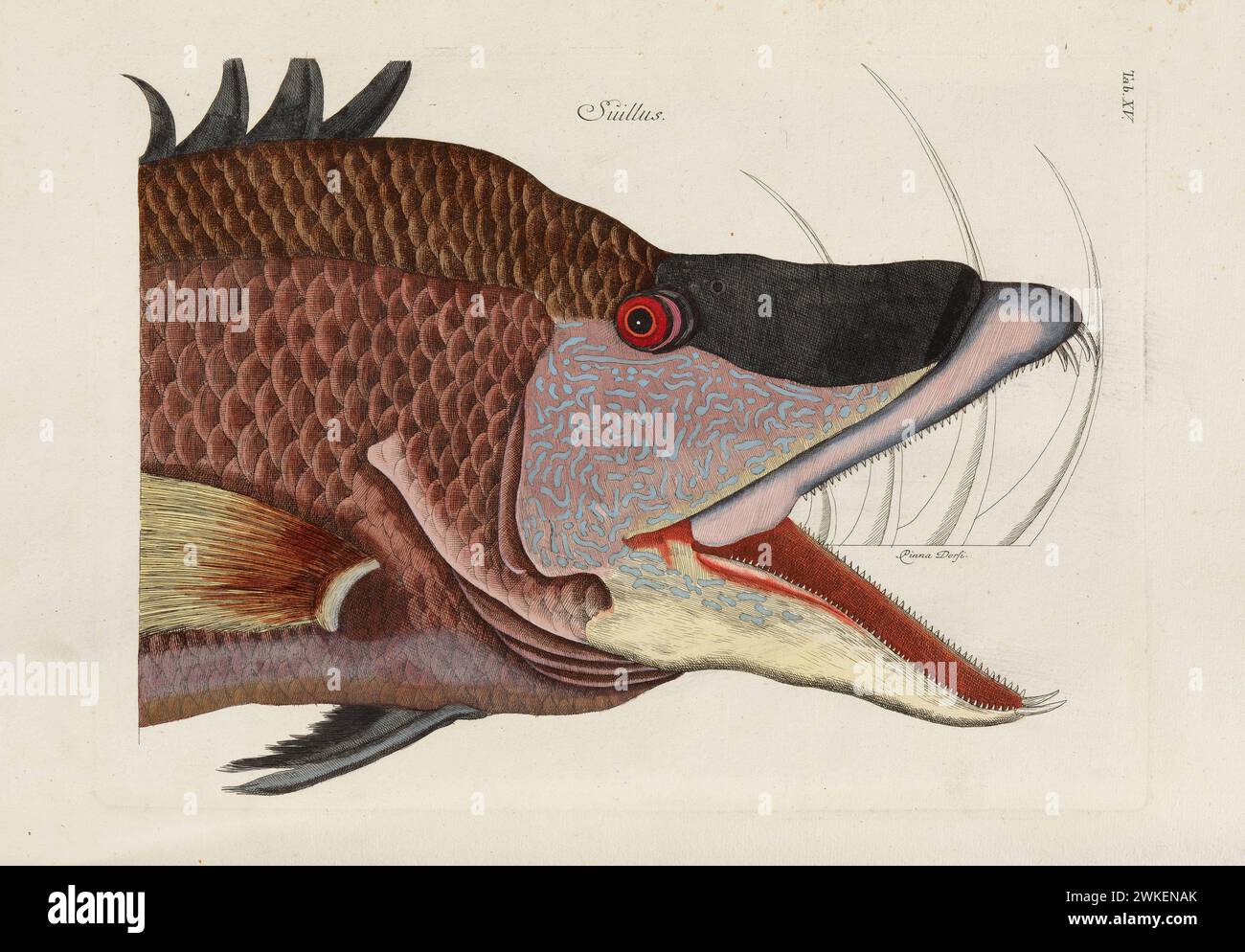 Da Piscium, Serpentum, Insectorum, aliorumque nonnullorum animalium, nec non plantarum quarundam Imagines. Museo: COLLEZIONE PRIVATA. Autore: MARK CATESBY. Foto Stock