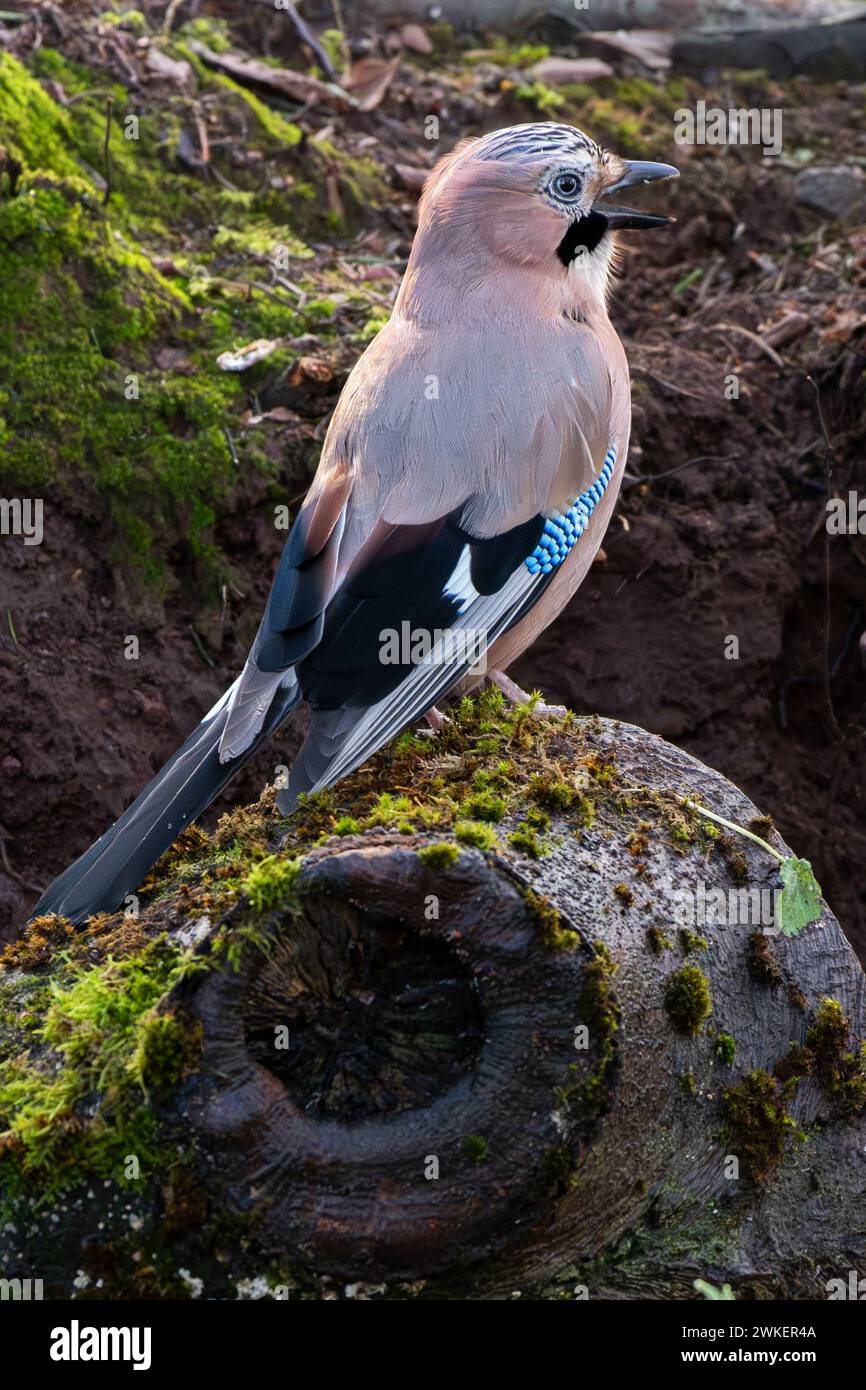 Un Jay appollaiato su un ramo in una foresta scozzese Foto Stock