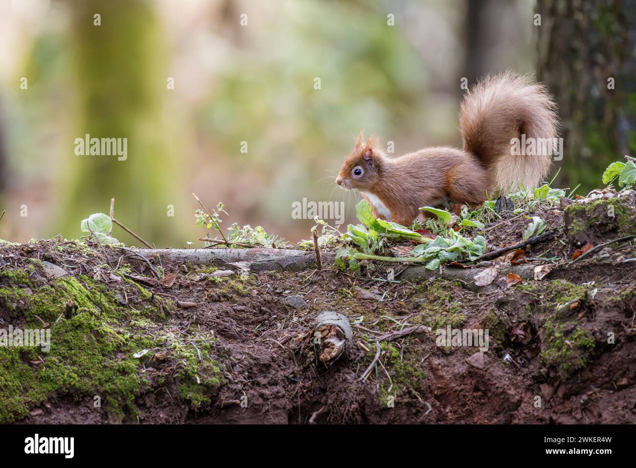 Uno scoiattolo rosso che si forgia in una foresta scozzese Foto Stock
