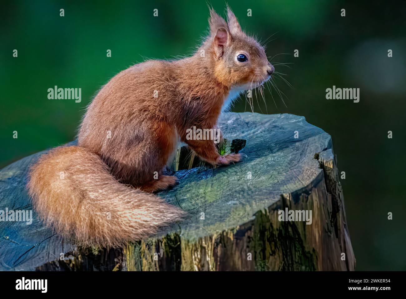 Uno scoiattolo rosso che si forgia in una foresta scozzese Foto Stock