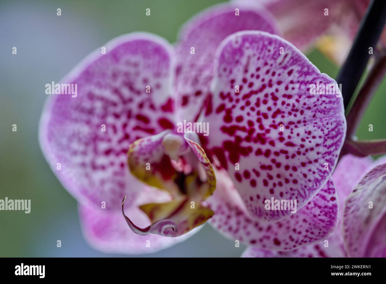 Lussureggiante, punteggiato, fiorente fiore di falenopsi viola da vicino Foto Stock