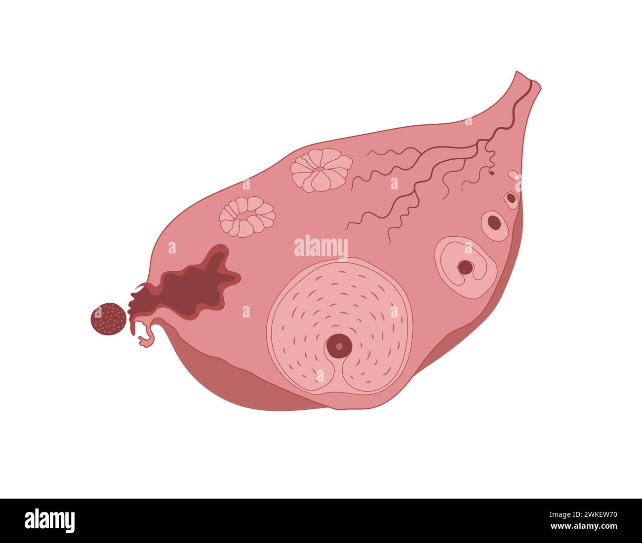 Diagramma infografico delle fasi di ovulazione, ciclo ovarico, anatomia dello sviluppo di ovuli femminili. Illustrazione Vettoriale