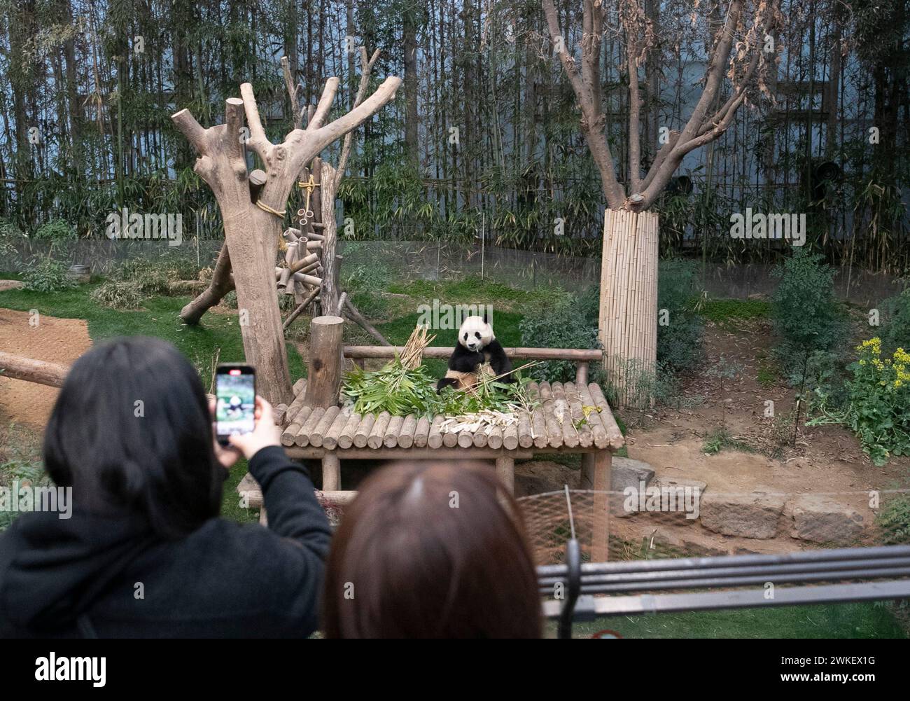 Seoul, Corea del Sud. 20 febbraio 2024. La gente guarda il panda gigante fu Bao al parco a tema Everland a Yongin, Corea del Sud, 20 febbraio 2024. Il panda gigante fu Bao dovrebbe tornare in Cina ad aprile. Crediti: Yao Qilin/Xinhua/Alamy Live News Foto Stock