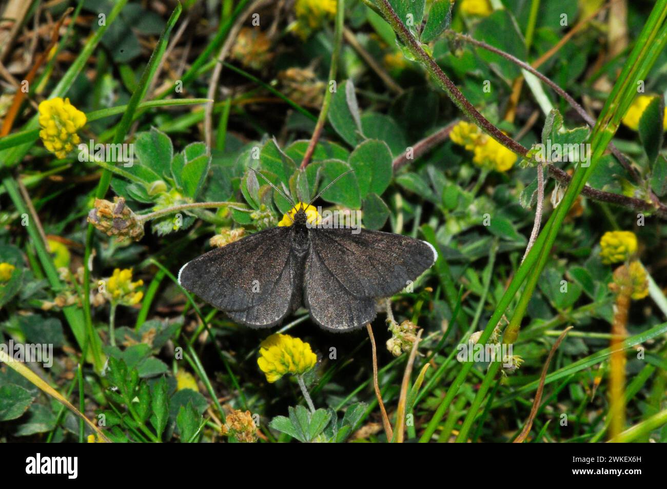 Chimney Sweeper Moth,'Odezia atrata' , che si trova su prati ricchi di fiori, attivi di giorno, da giugno ad agosto, Martin Down National Nature Reserve, Hampshire, Regno Unito Foto Stock