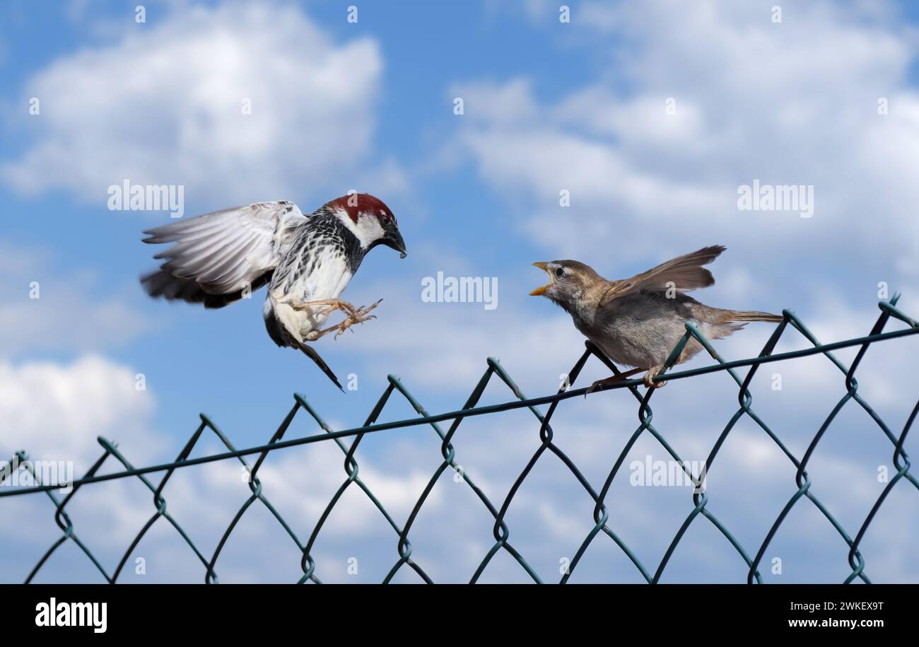 Due passeri di Willow (Passer hispaniolensis) maschi con cibo in volo verso una giovane uccello su una recinzione a catena Foto Stock
