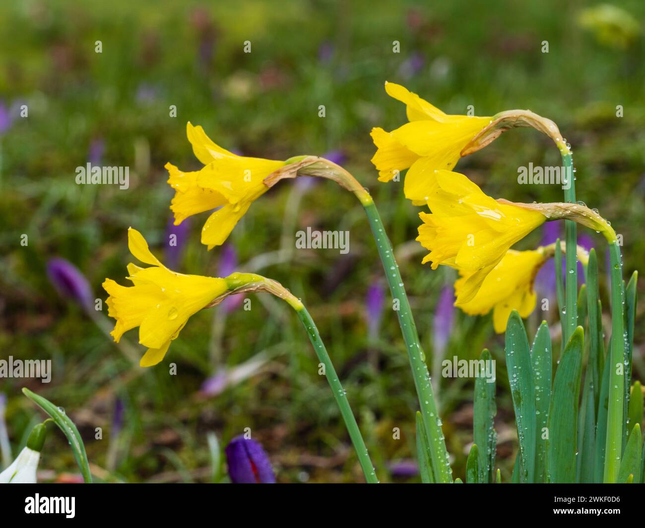 Tarda inverno fiorite trombe gialle del daffodil gallese o giglio quaresimale, Narcissus pseudonarcissus Foto Stock