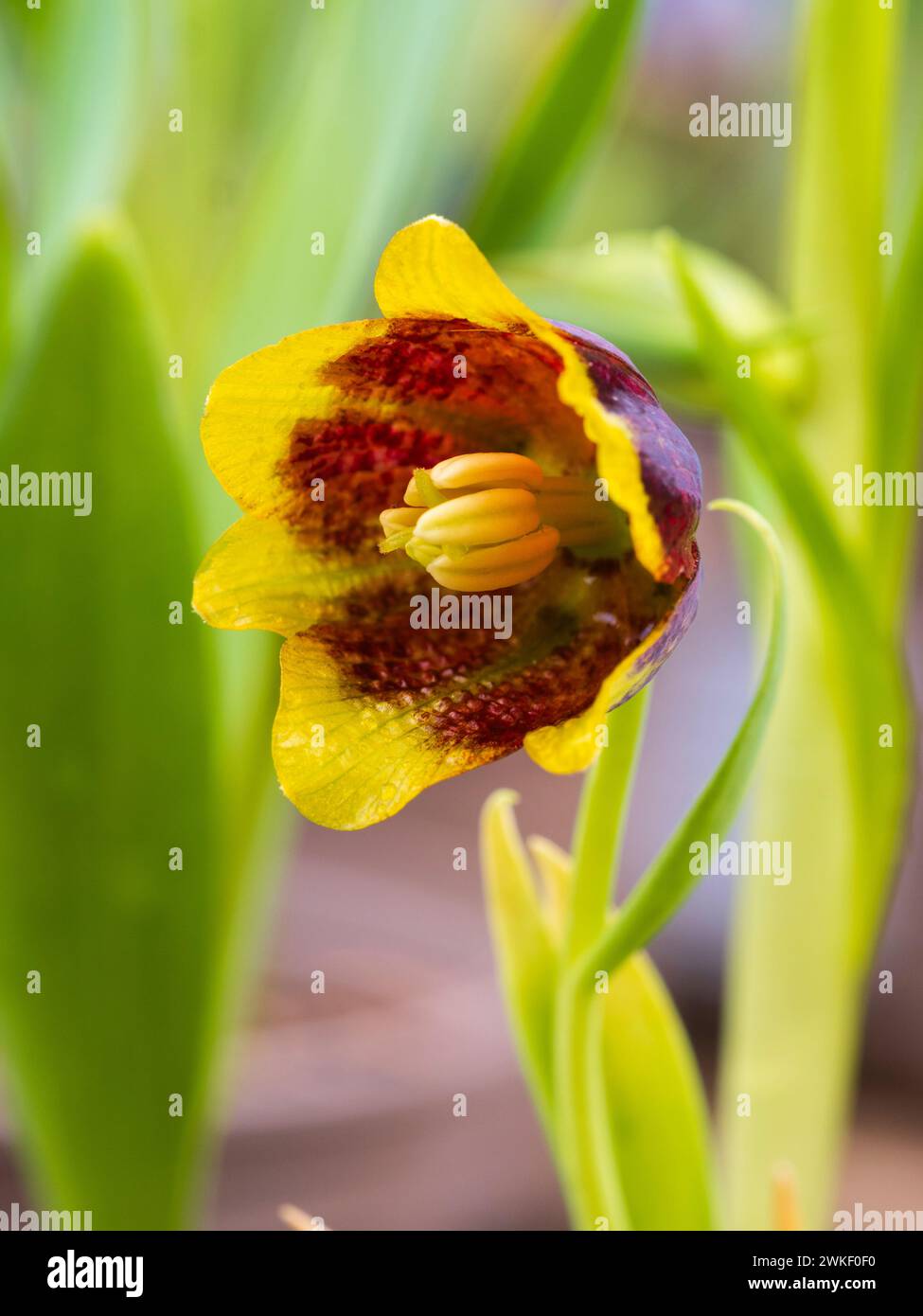 Fiore di campana giallo e marrone della tarda primavera fiorita, Fritillaria michailovskyi Foto Stock