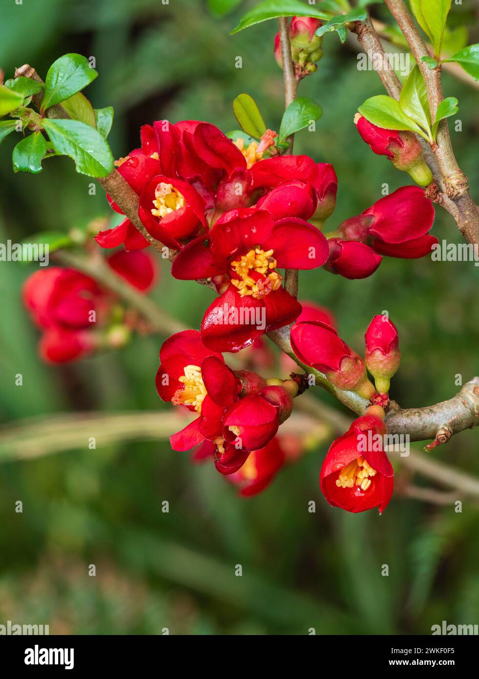 Fiori rossi della cotogna giapponese ornamentale ibrida, Chaenomeles x superba 'Crimson and Gold', fioritura all'inizio della primavera Foto Stock