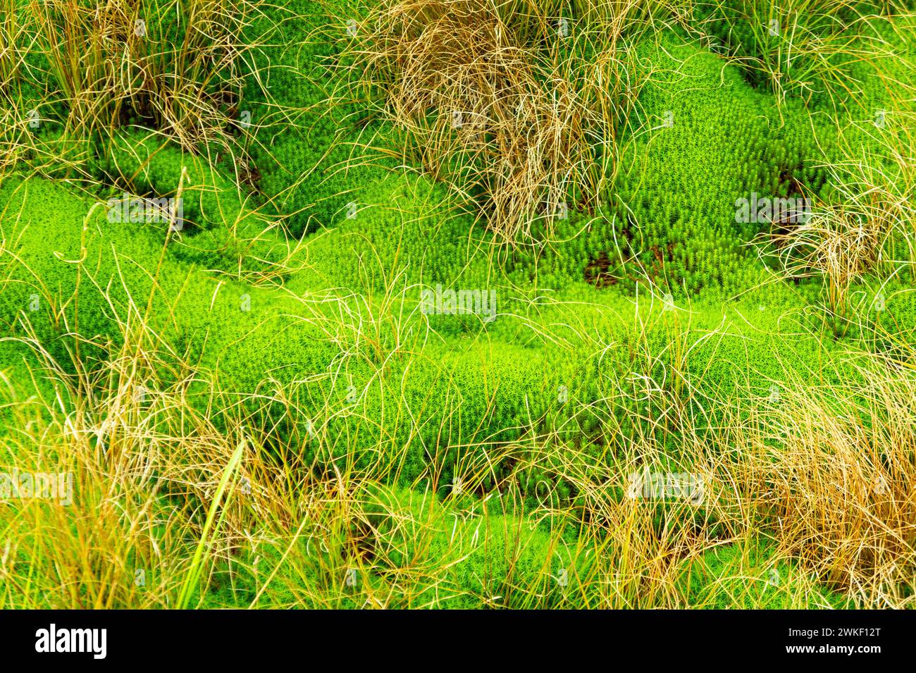 Torbiere piante di muschio, primo piano della brughiera sulla torbiera di Tarnawa. Habitat delle torbiere in montagna, Tarnawa Wyzna, Bieszczady National Park, Outer East Foto Stock