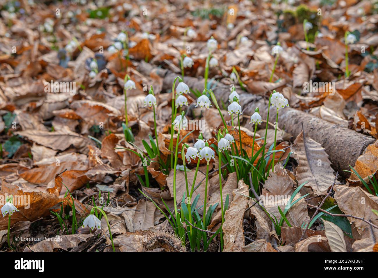 Fiocco di neve primaverile (Leucojum vernum), che fiorisce in una foresta paludosa, Valle di Primavera in alto Adige, Italia settentrionale. Messa a fuoco selettiva e backgrou sfocato Foto Stock