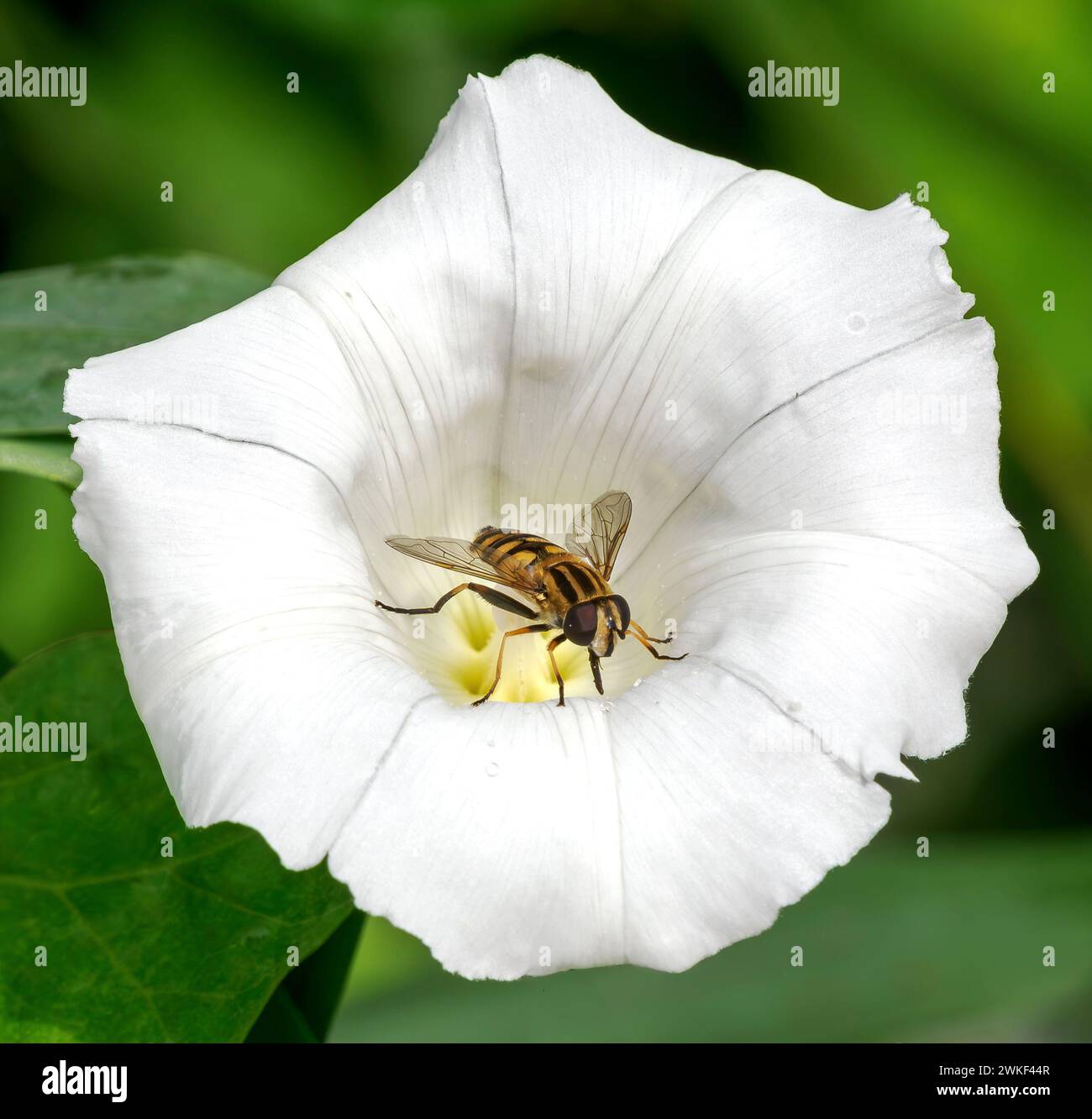 Marmellata Hoverfly Episyrphus balteatus che riposa in un fiore di erba Convolvulus arvensis - Somerset Regno Unito Foto Stock