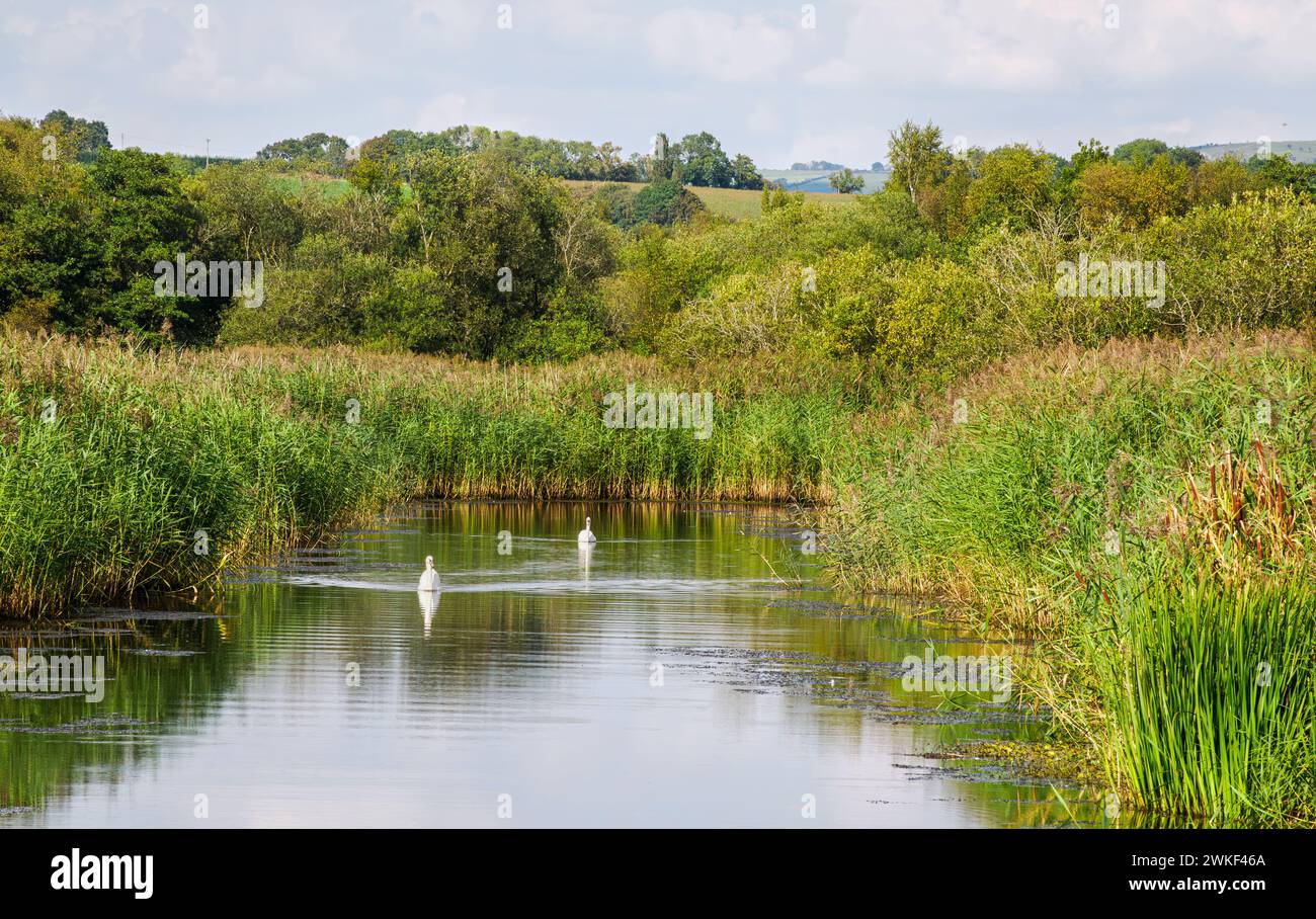 Un paio di cigni muti scivolano lungo le acque poco profonde della riserva umida di Shapwick Heath nel Somerset Level UK Foto Stock