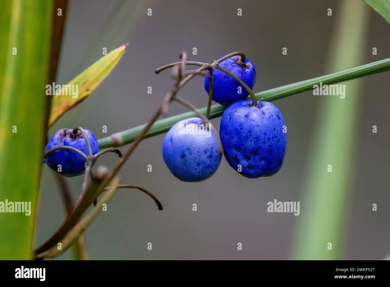 Primo piano del frutto di un quandong blu, noto anche come marmo blu o fico blu. Questo frutto viene utilizzato nella cucina aborigena e per i medici Foto Stock