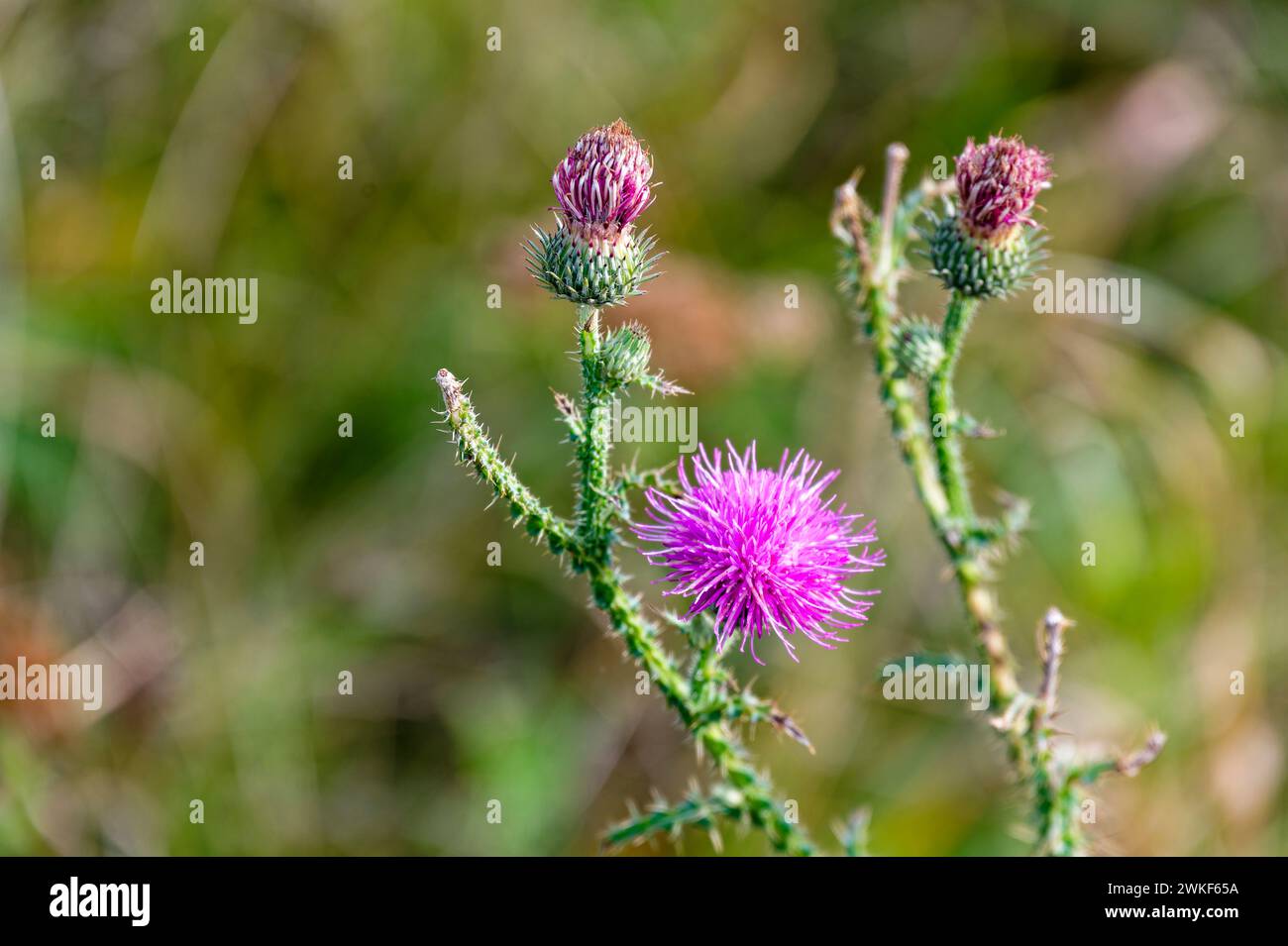 Foto macro di una fioritura rosa di un cardo. Foto Stock