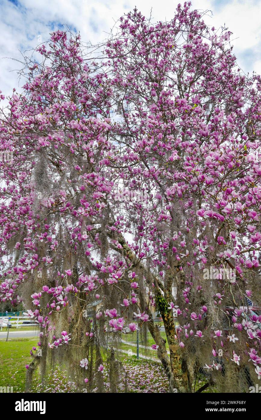 Questo è il Saucer Magnolia o Magnolia X Soulangeana... noto anche come "Tulip Tree". È un ibrido che fiorisce nel tardo inverno. Foto Stock