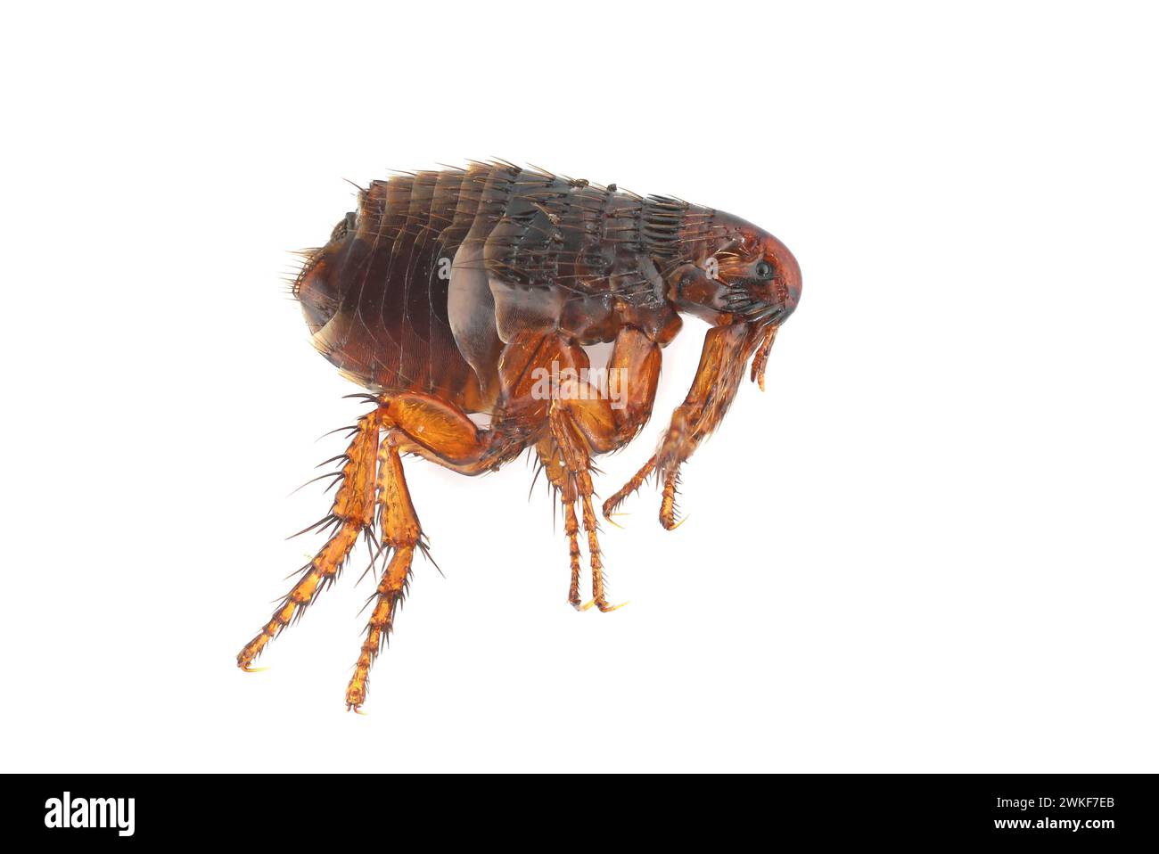 Pulci su sfondo bianco primo piano. Un fastidioso parassita di animali domestici e umani. Portatore di malattie che causano microrganismi. Foto Stock