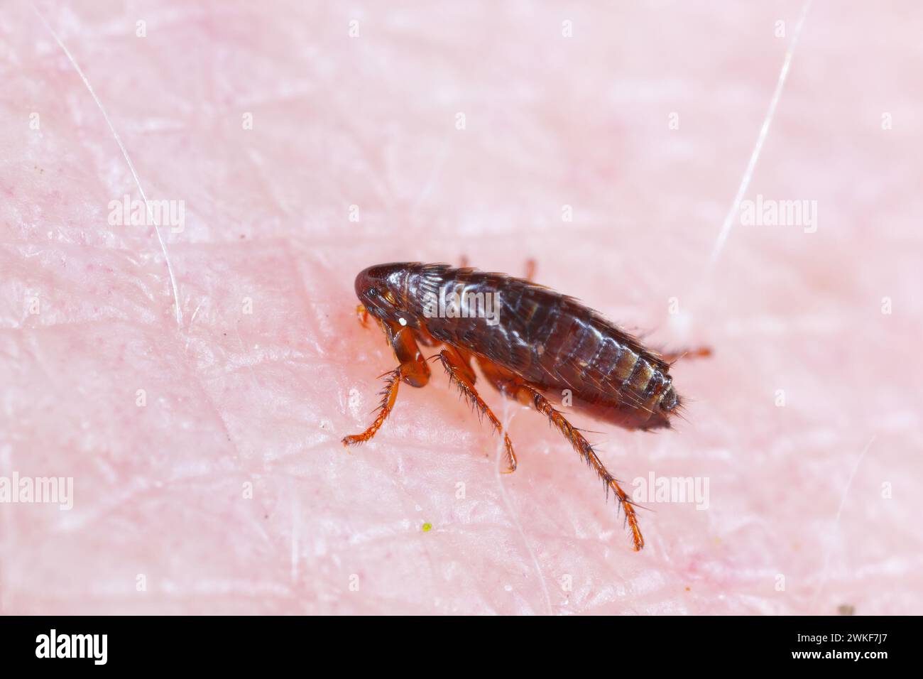 Una pulce che morde sulla pelle della mano umana, bevendo sangue. Un parassita fastidioso di animali domestici e umani. Portatore di microorganite che causano la malattia Foto Stock