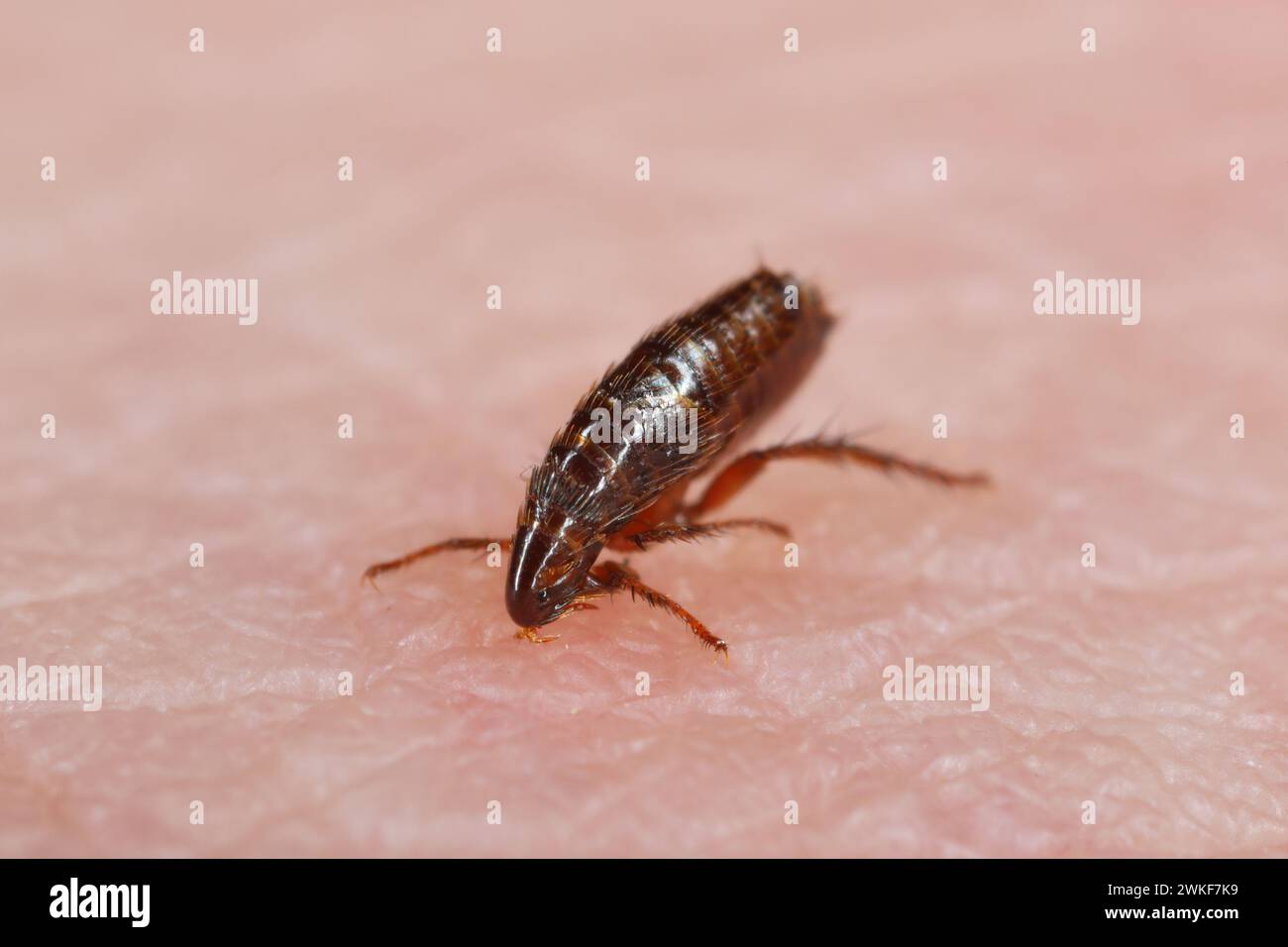 Una pulce che morde sulla pelle della mano umana, bevendo sangue. Un parassita fastidioso di animali domestici e umani. Portatore di microorganite che causano la malattia Foto Stock