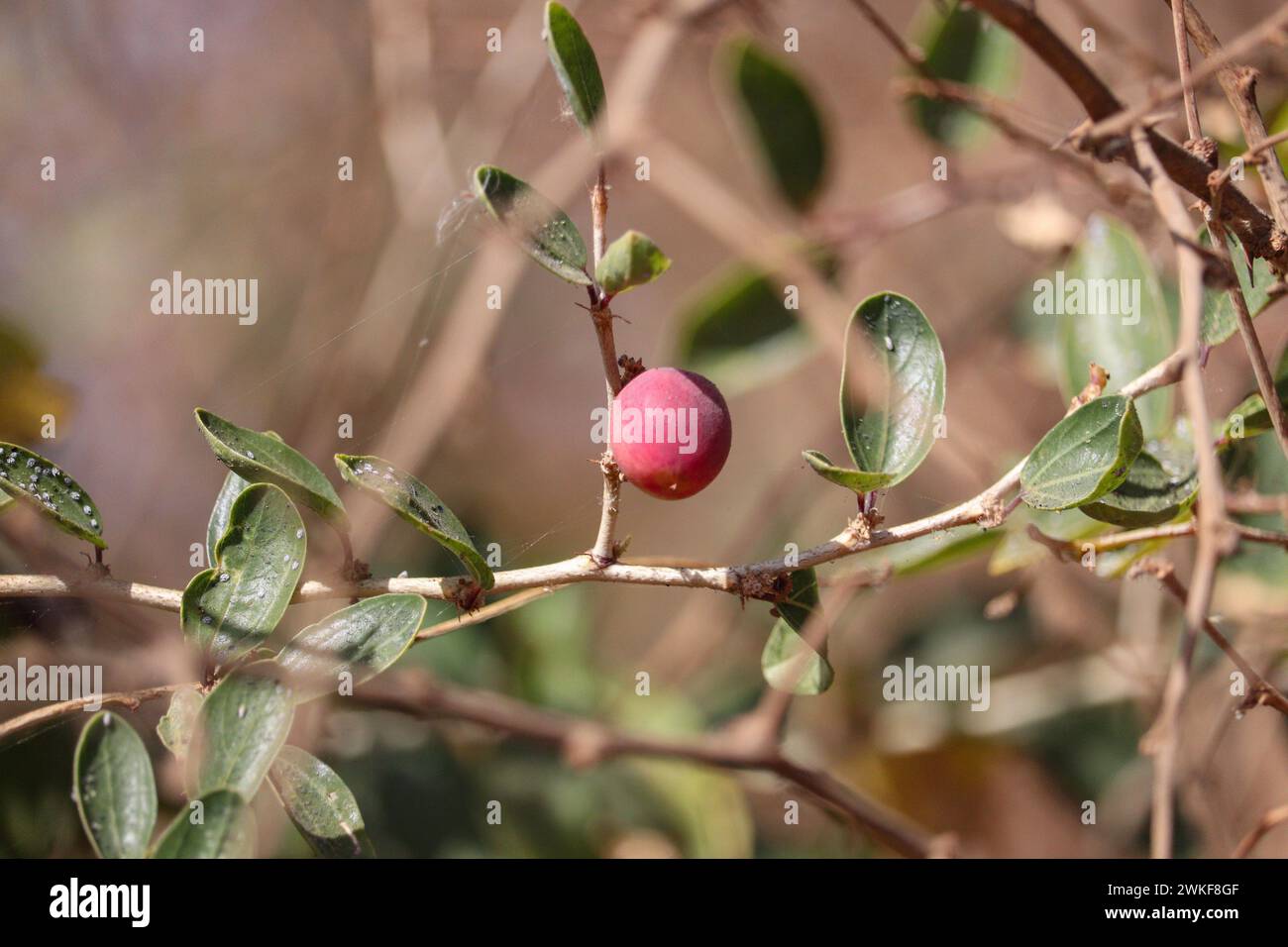Frutta fresca (Ziziphus spina christi) Foto Stock