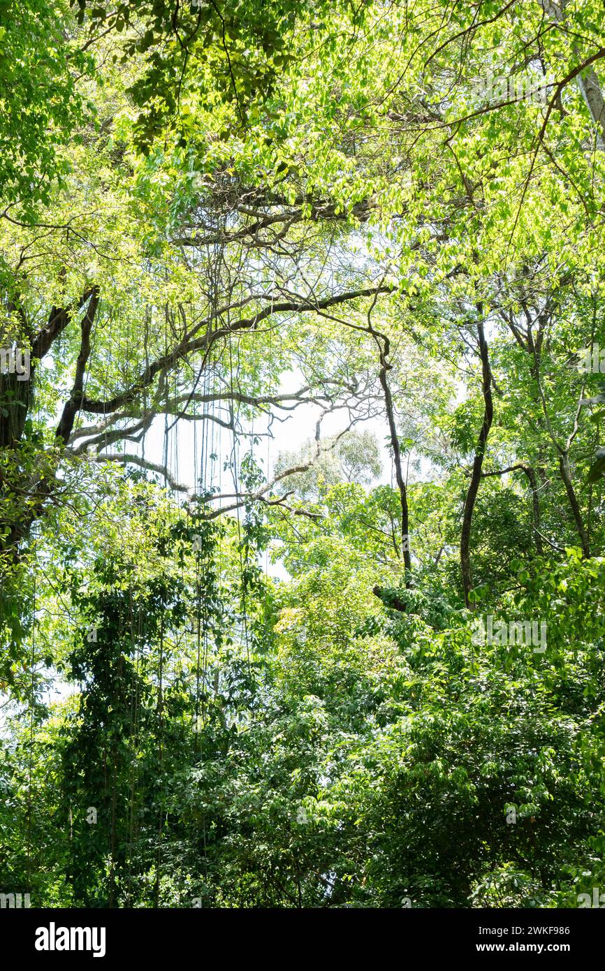 Vista dall'interno della foresta atlantica in Brasile Foto Stock