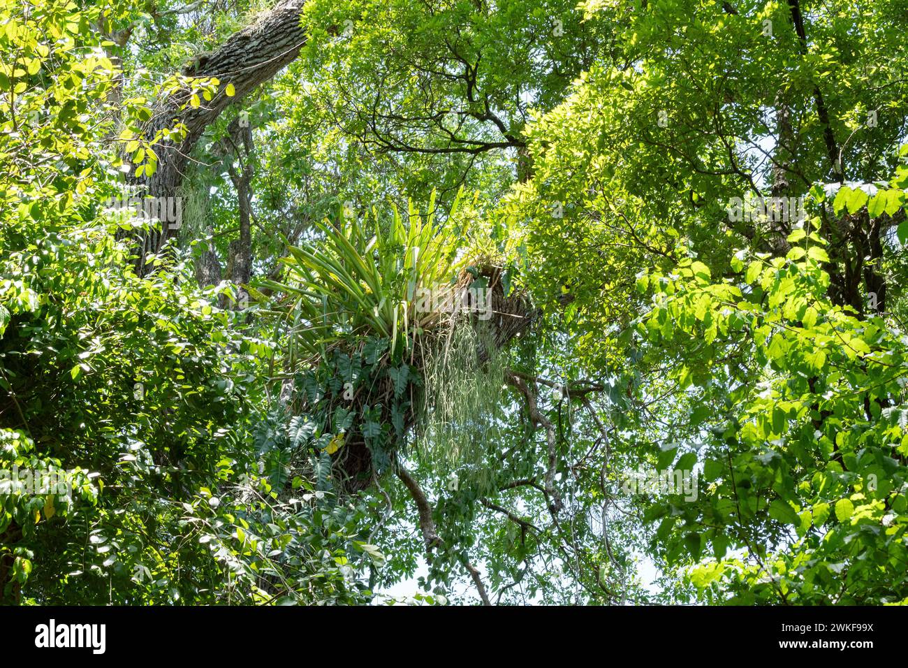 Epifite che cresce sugli alberi della foresta atlantica in Brasile Foto Stock