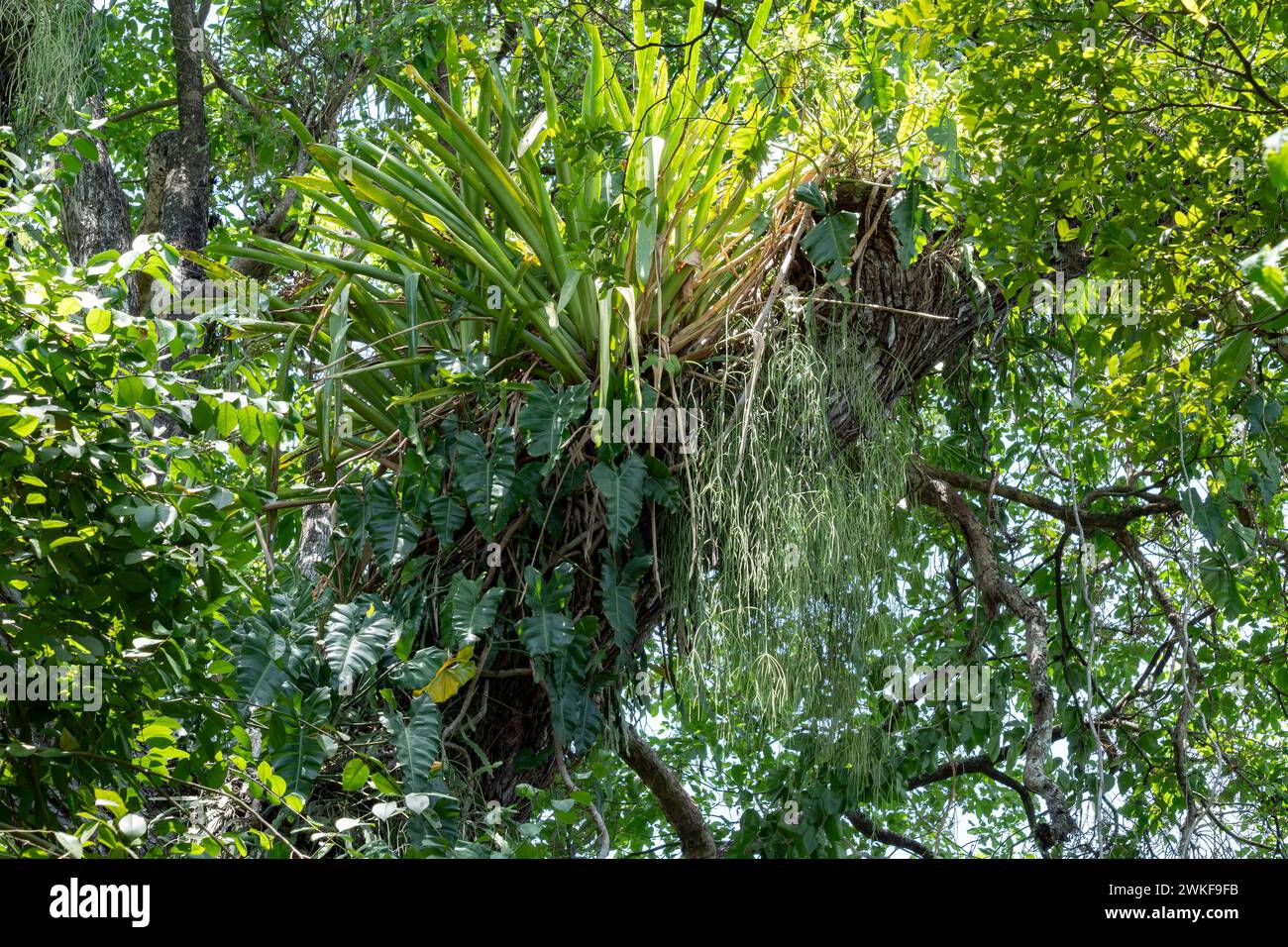 Epifite che cresce sugli alberi della foresta atlantica in Brasile Foto Stock