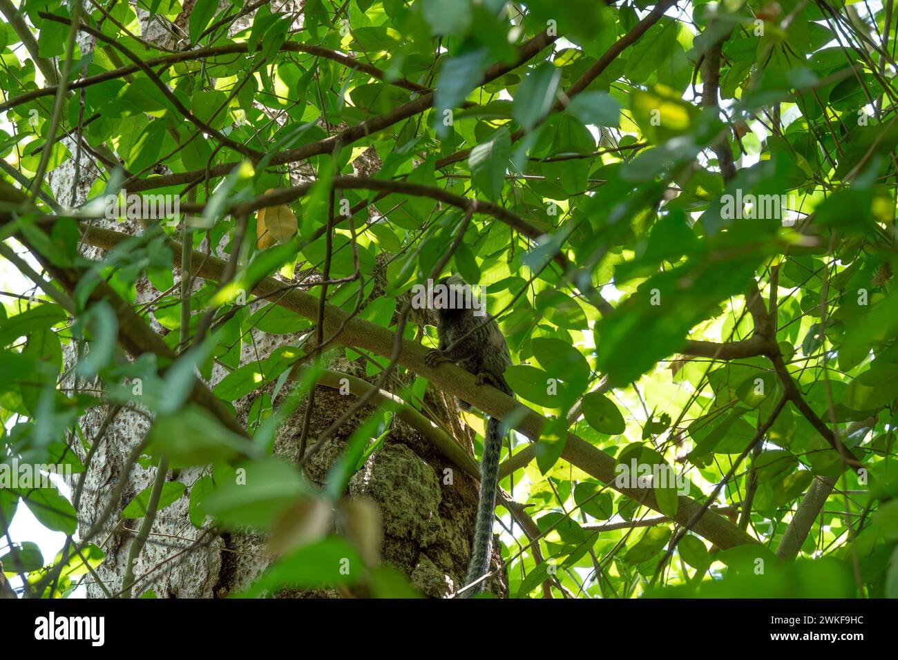 marmoset di ciuffi neri seduto su un ramo di un albero Foto Stock